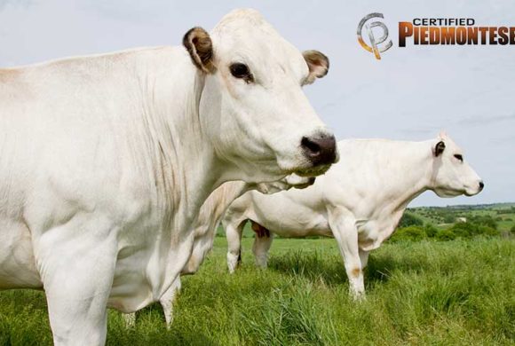 Eine ganz besondere Rindfleisch-Qualität: Certified Piedmontese ab sofort verfügbar!
